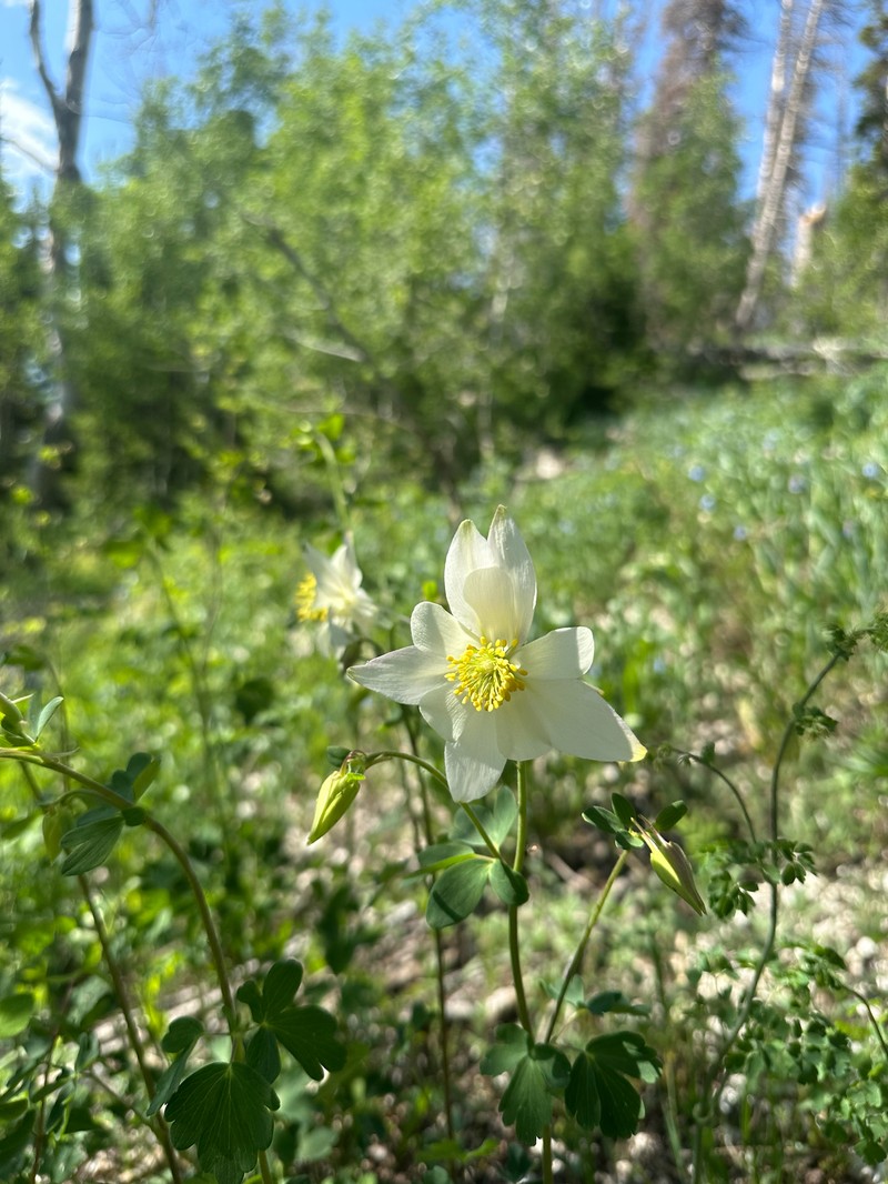 Aquilegia coerulea var. ochroleuca photo 8