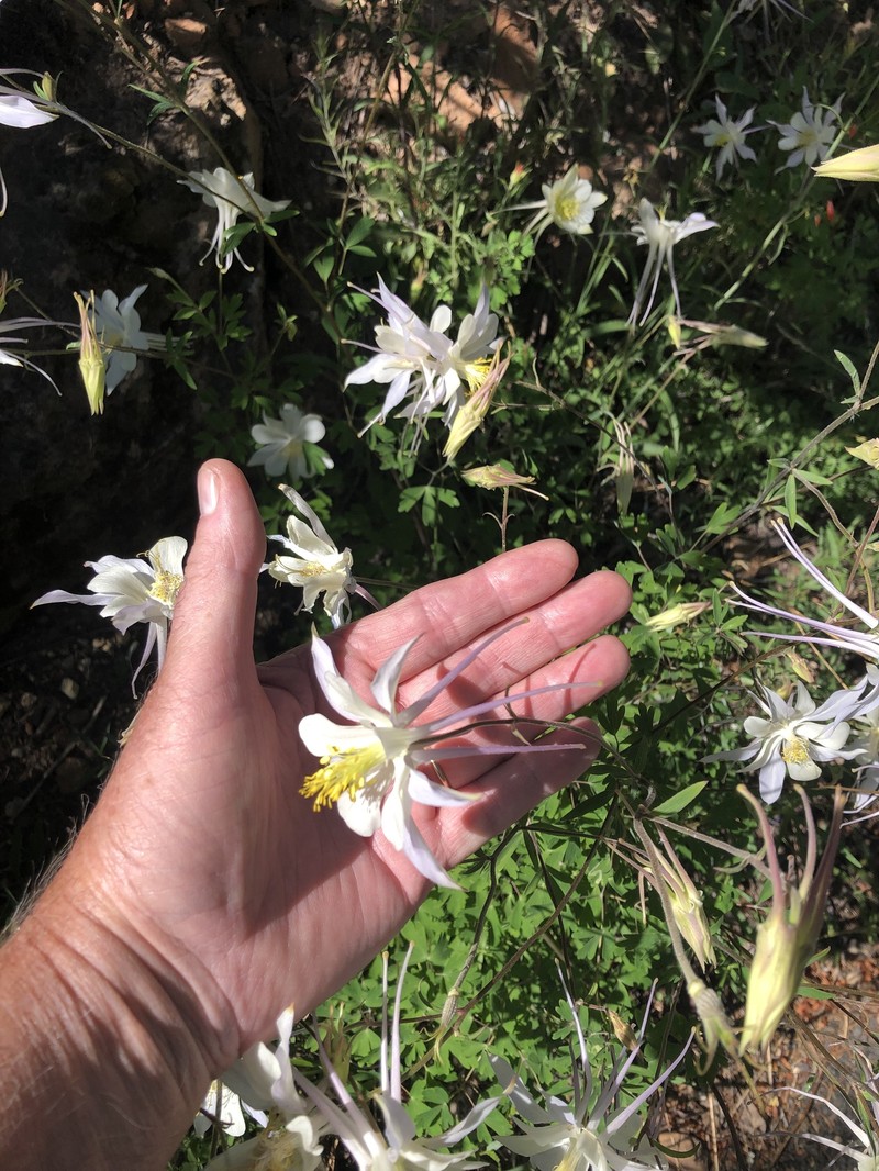 Aquilegia coerulea var. pinetorum