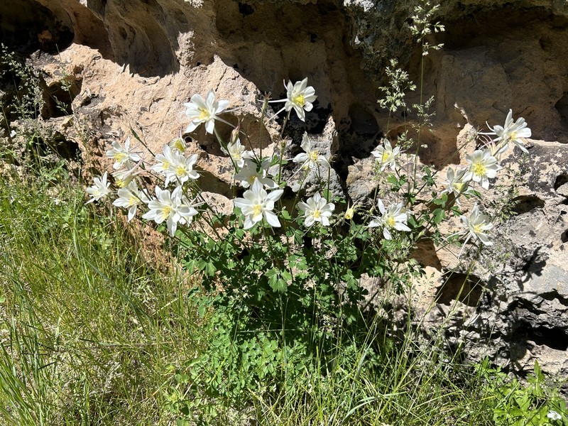 Aquilegia coerulea var. pinetorum photo 2