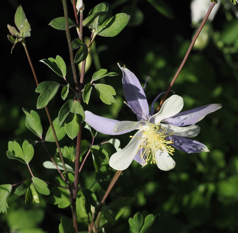 Aquilegia coerulea var. pinetorum photo 3