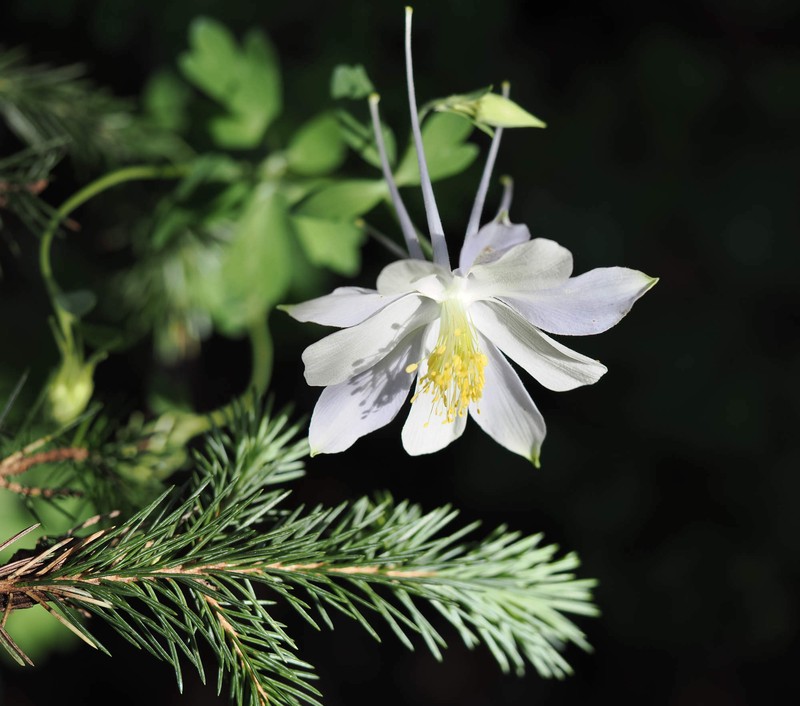 Aquilegia coerulea var. pinetorum photo 4