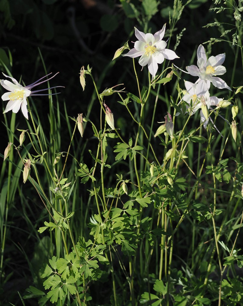 Aquilegia coerulea var. pinetorum photo 5