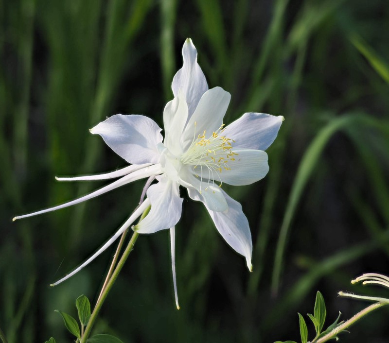 Aquilegia coerulea var. pinetorum photo 6