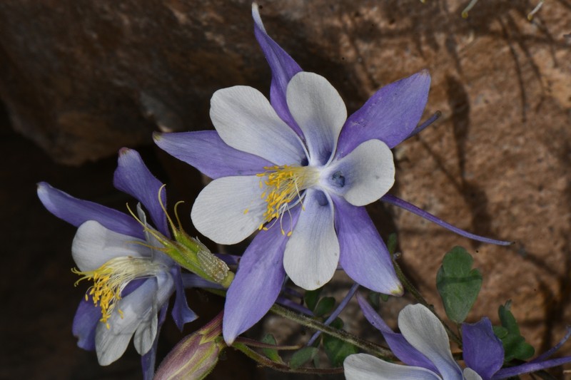 Aquilegia coerulea var. pinetorum photo 7