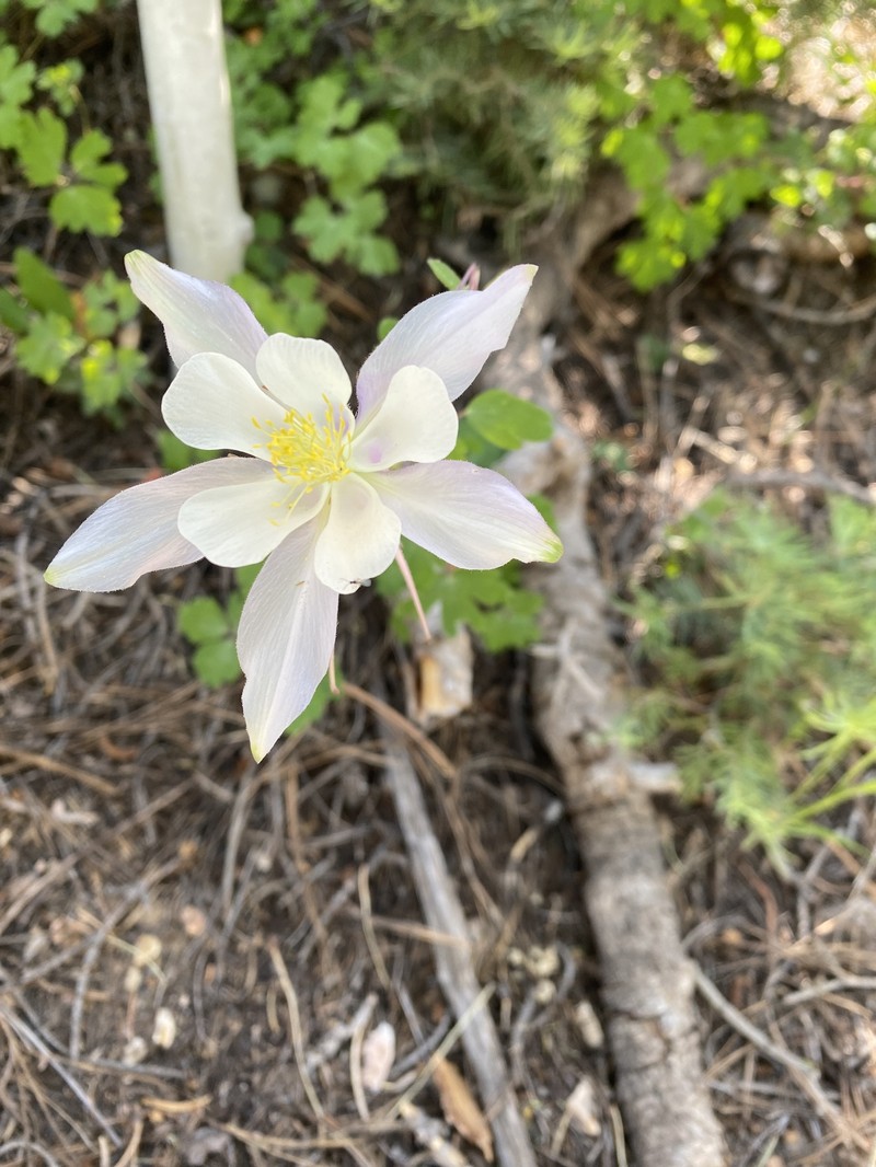 Aquilegia coerulea var. pinetorum photo 8