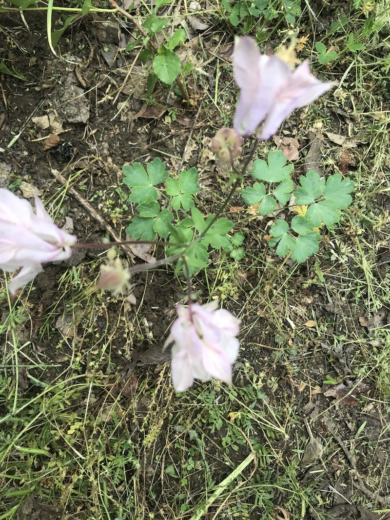 Aquilegia colchica