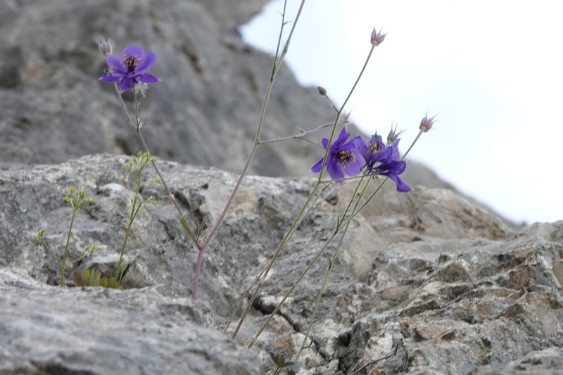 Aquilegia confusa photo 2