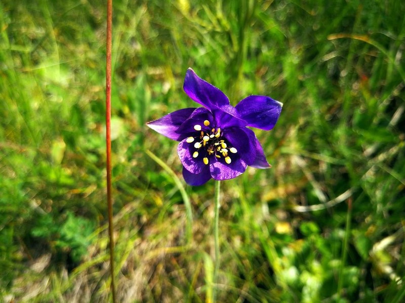 Aquilegia confusa photo 3