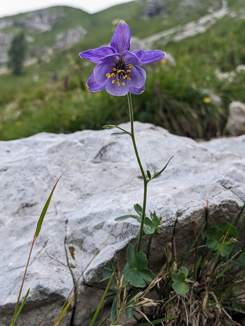 Aquilegia confusa photo 4