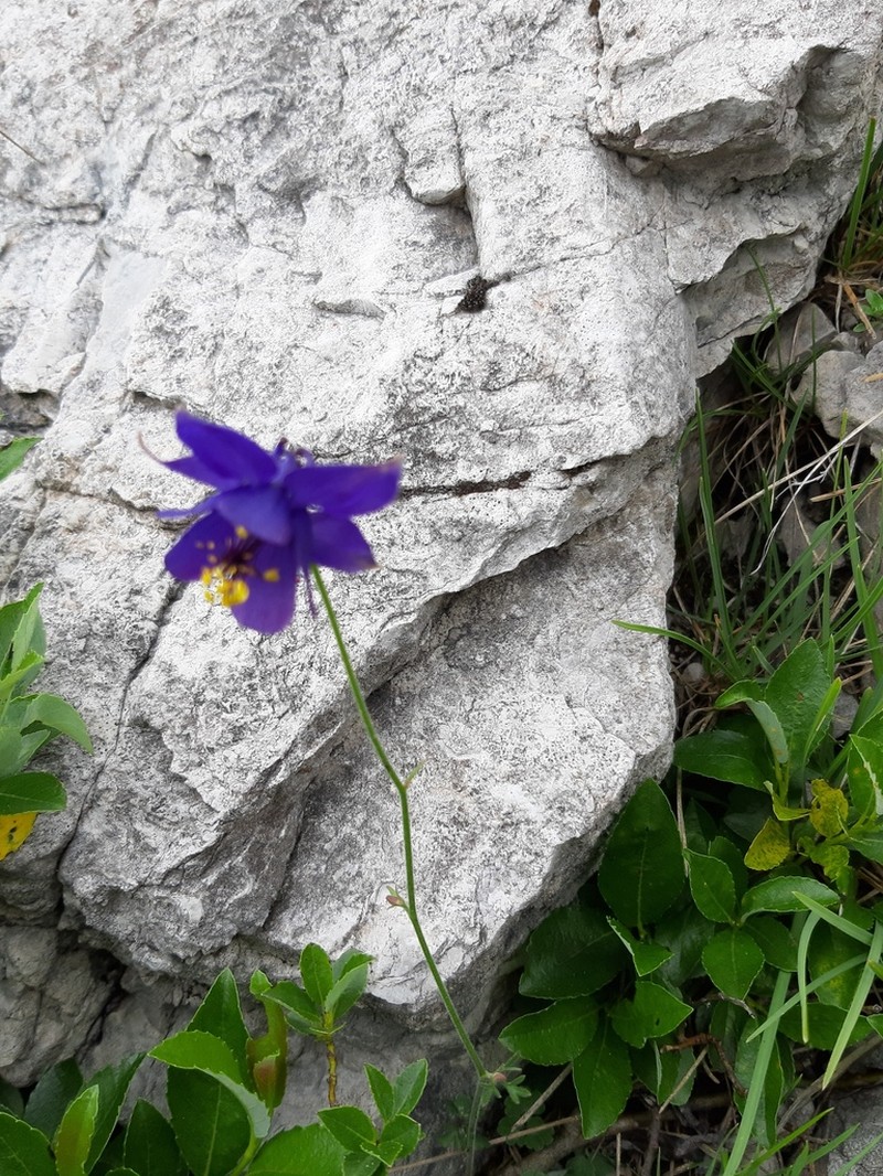 Aquilegia confusa photo 5