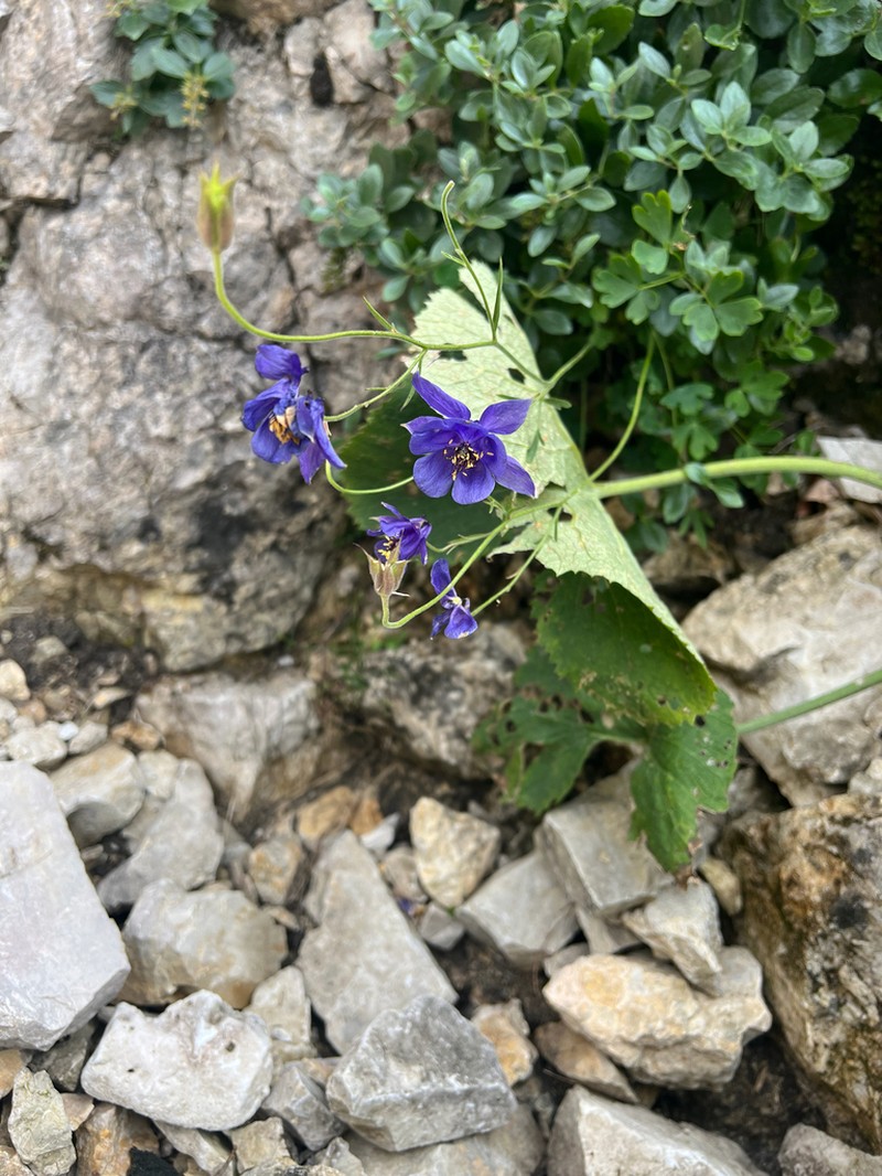 Aquilegia confusa photo 6