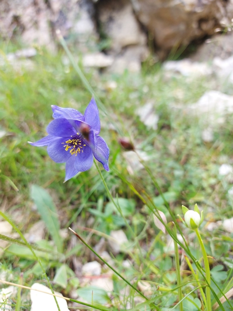 Aquilegia confusa photo 7