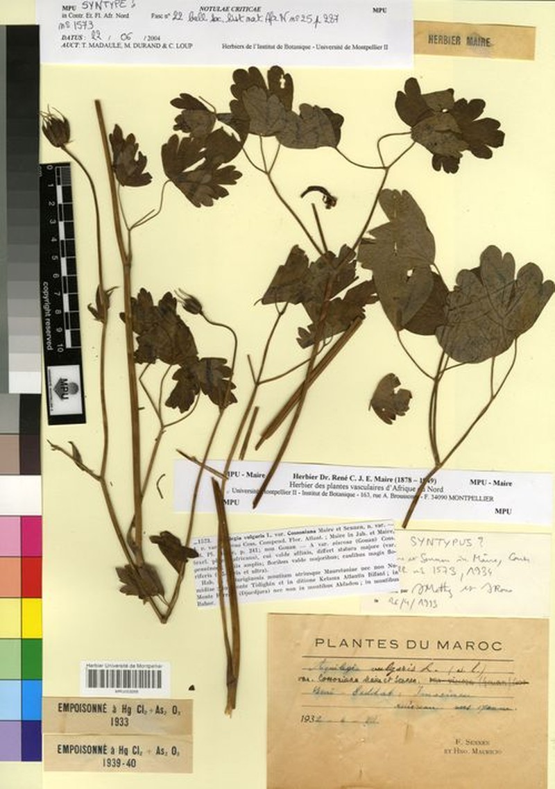 Aquilegia cossoniana