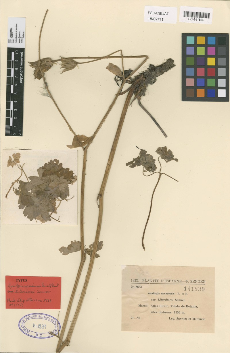Aquilegia cossoniana