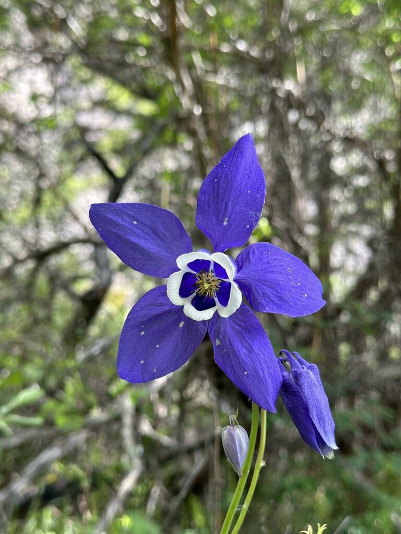 Aquilegia daingolica