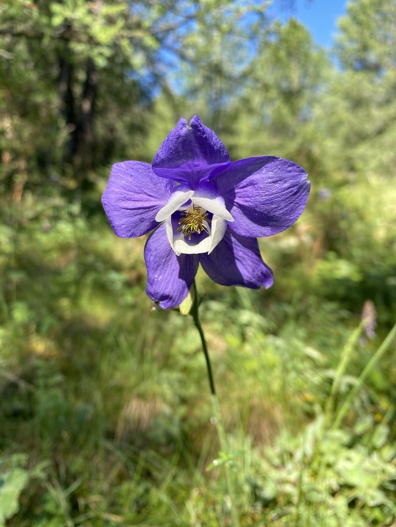 Aquilegia daingolica photo 2