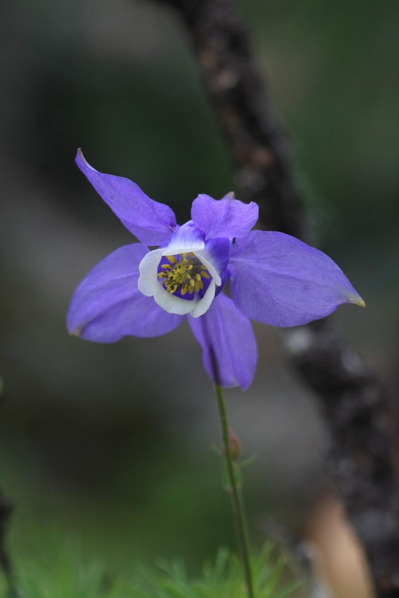 Aquilegia daingolica photo 3