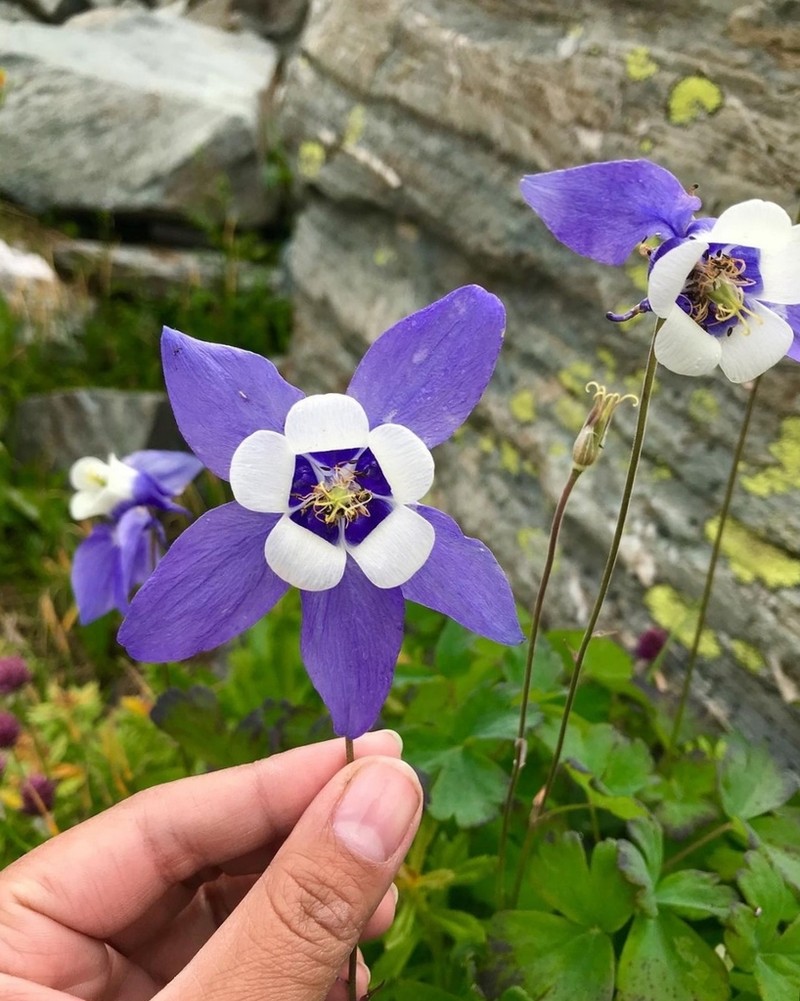 Aquilegia daingolica photo 4