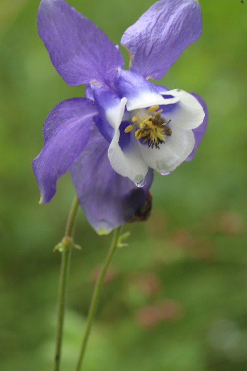 Aquilegia daingolica photo 5
