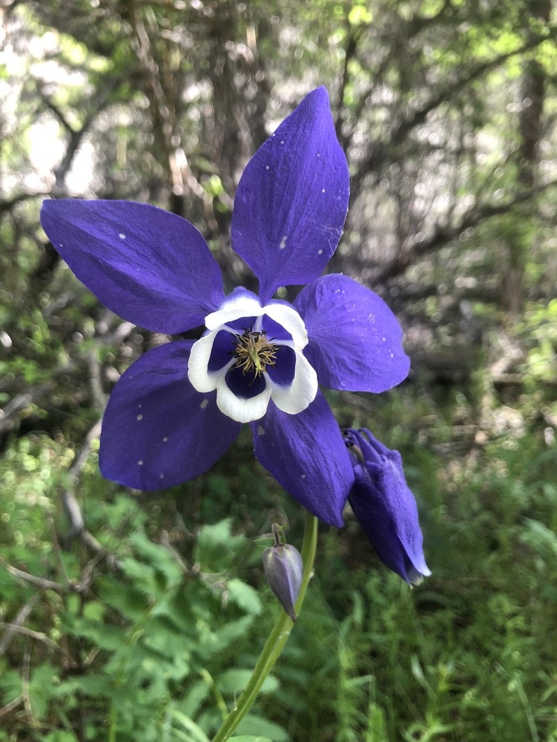 Aquilegia daingolica photo 6