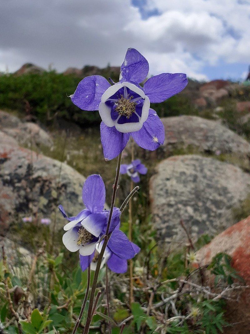 Aquilegia daingolica photo 7