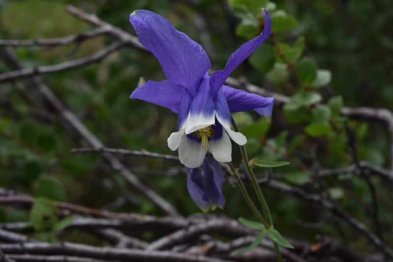 Aquilegia daingolica photo 8