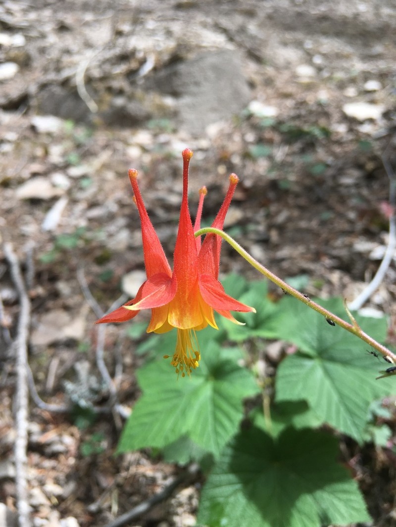 Desert Columbine photo 2