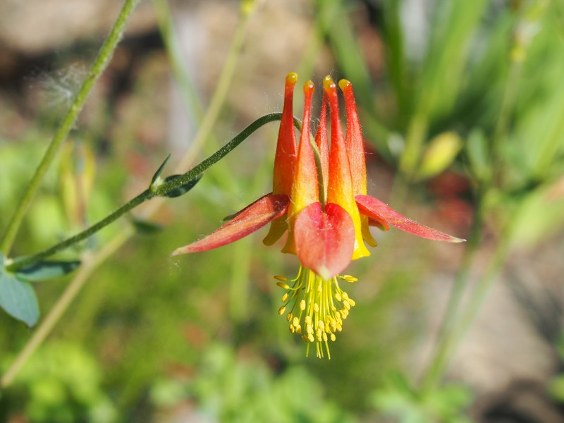 Chiricahua Mountain Columbine