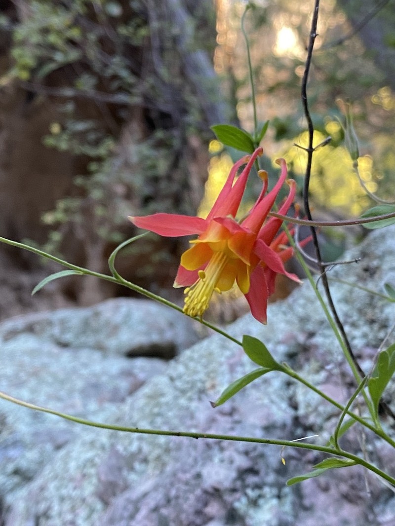 Chiricahua Mountain Columbine photo 3