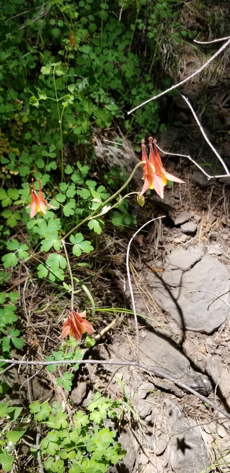 Desert Columbine photo 4