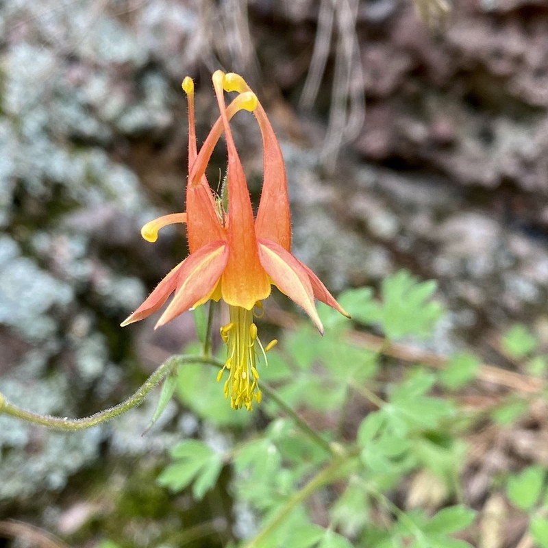 Desert Columbine photo 7