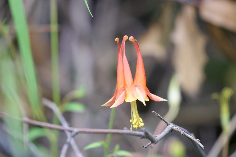 Chiricahua Mountain Columbine photo 5