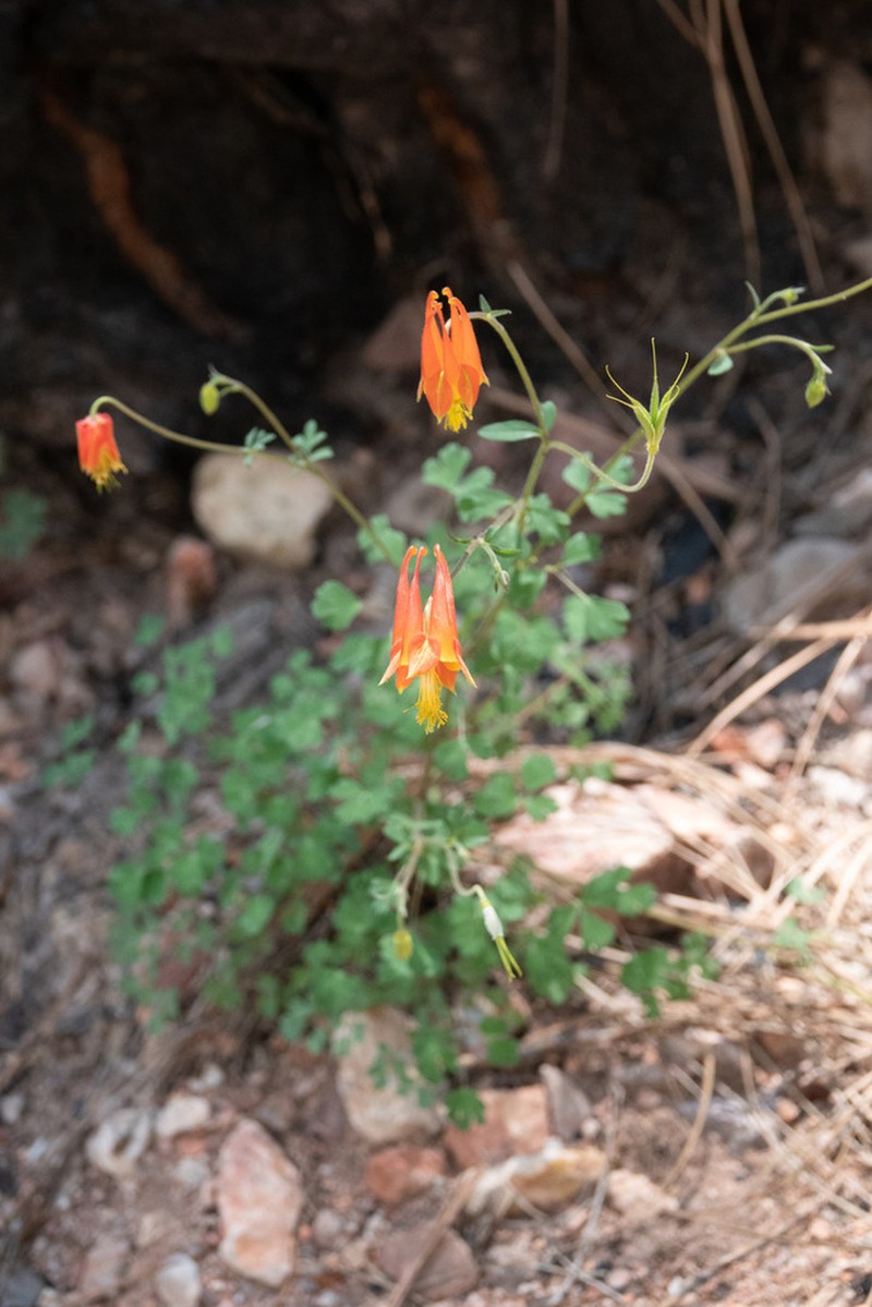 Chiricahua Mountain Columbine photo 6