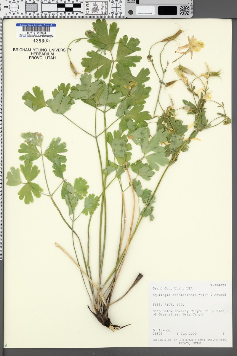 Desolation Columbine