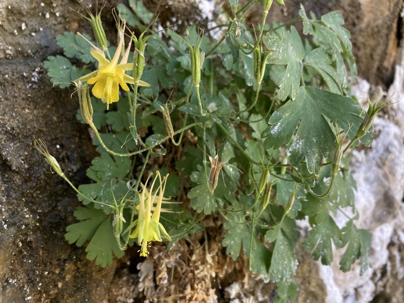 Desolation Columbine photo 2