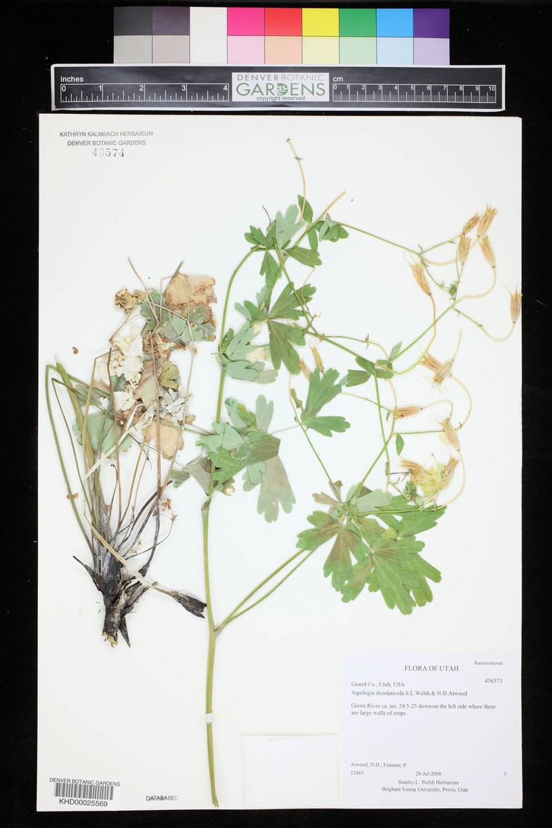Aquilegia desolaticola