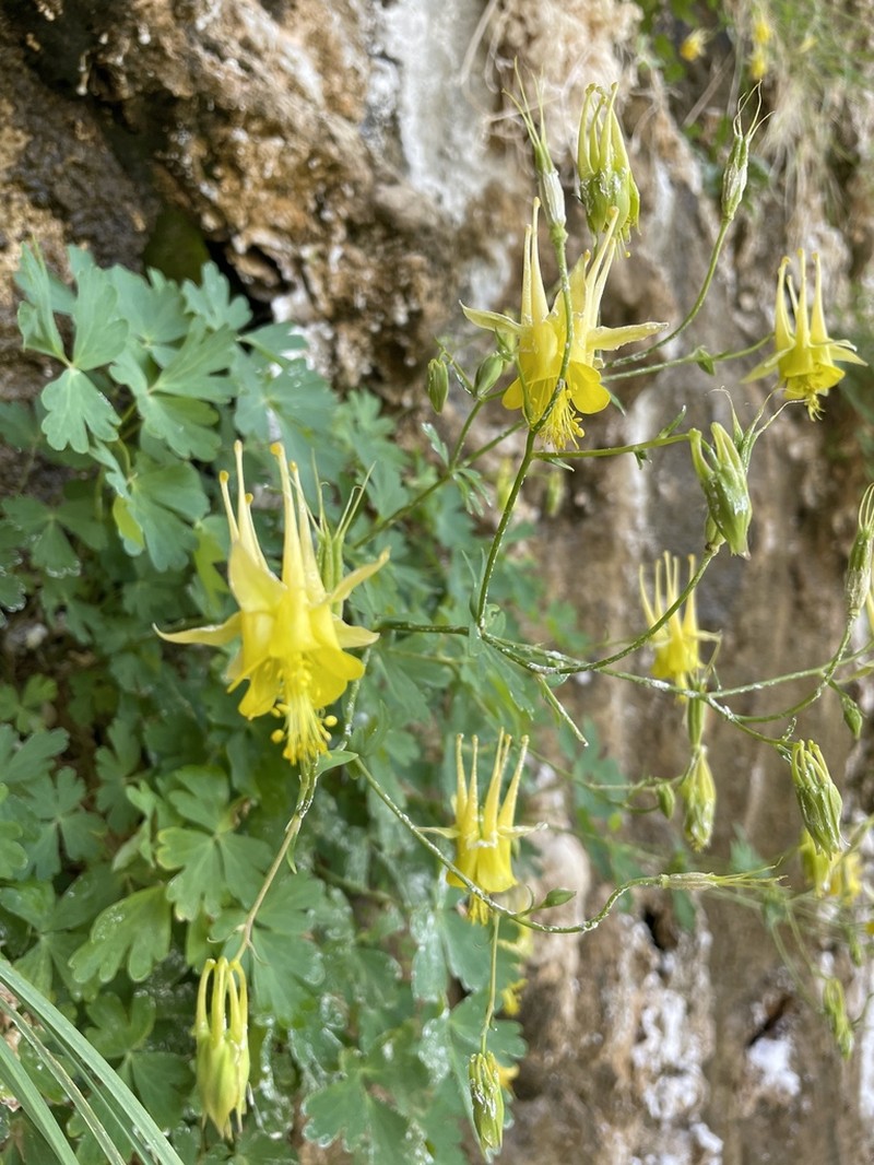 Aquilegia desolaticola photo 2
