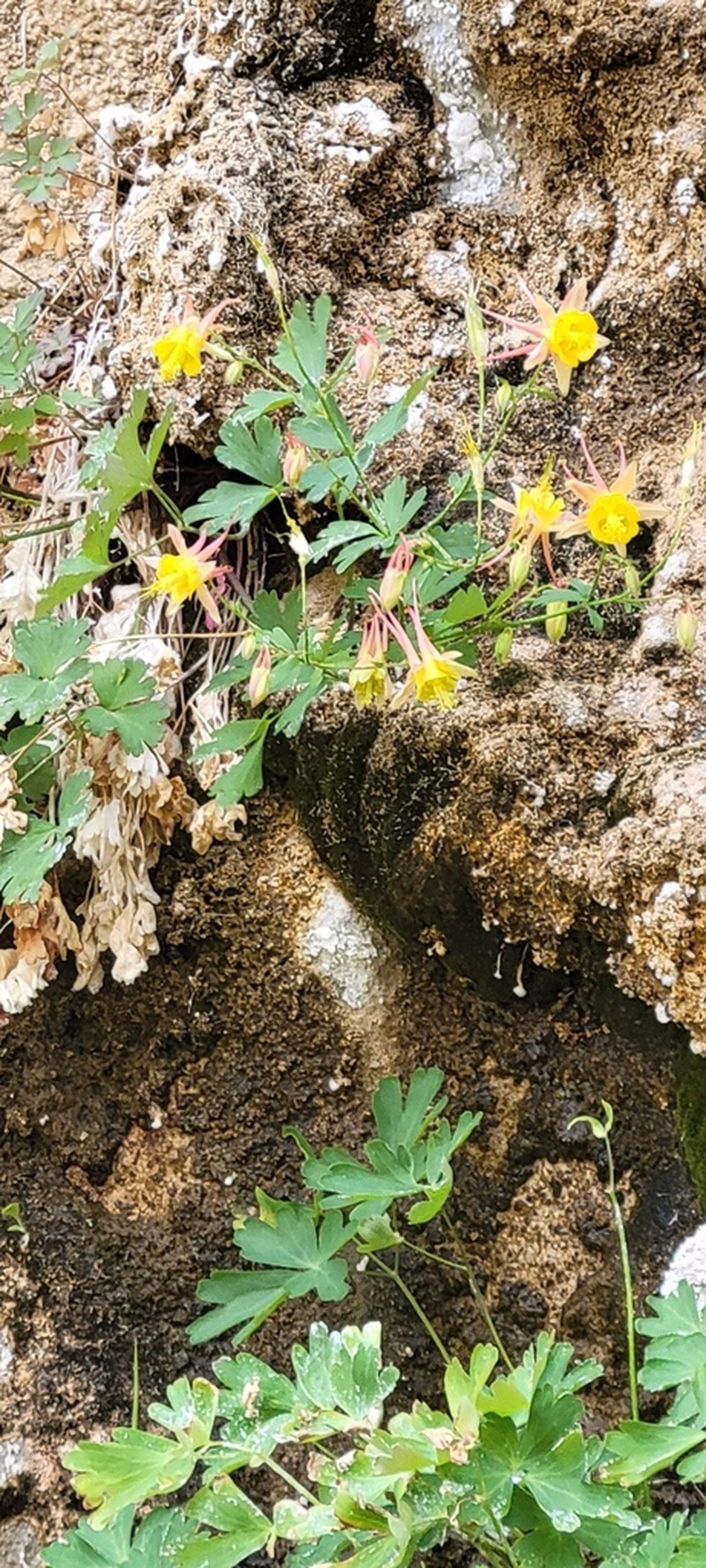 Aquilegia desolaticola photo 5
