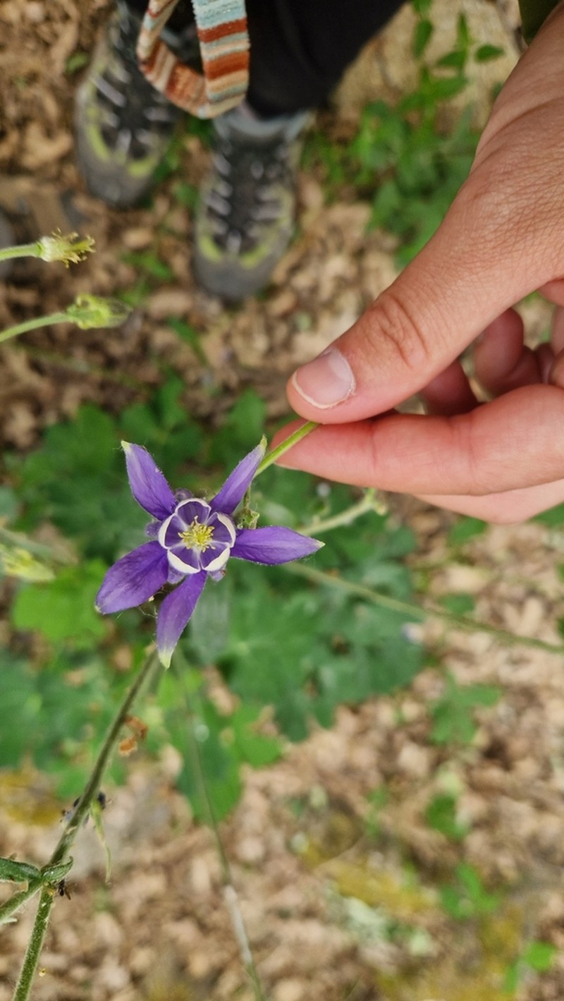 Aquilegia dichroa