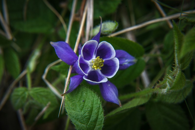 Aquilegia dichroa photo 2