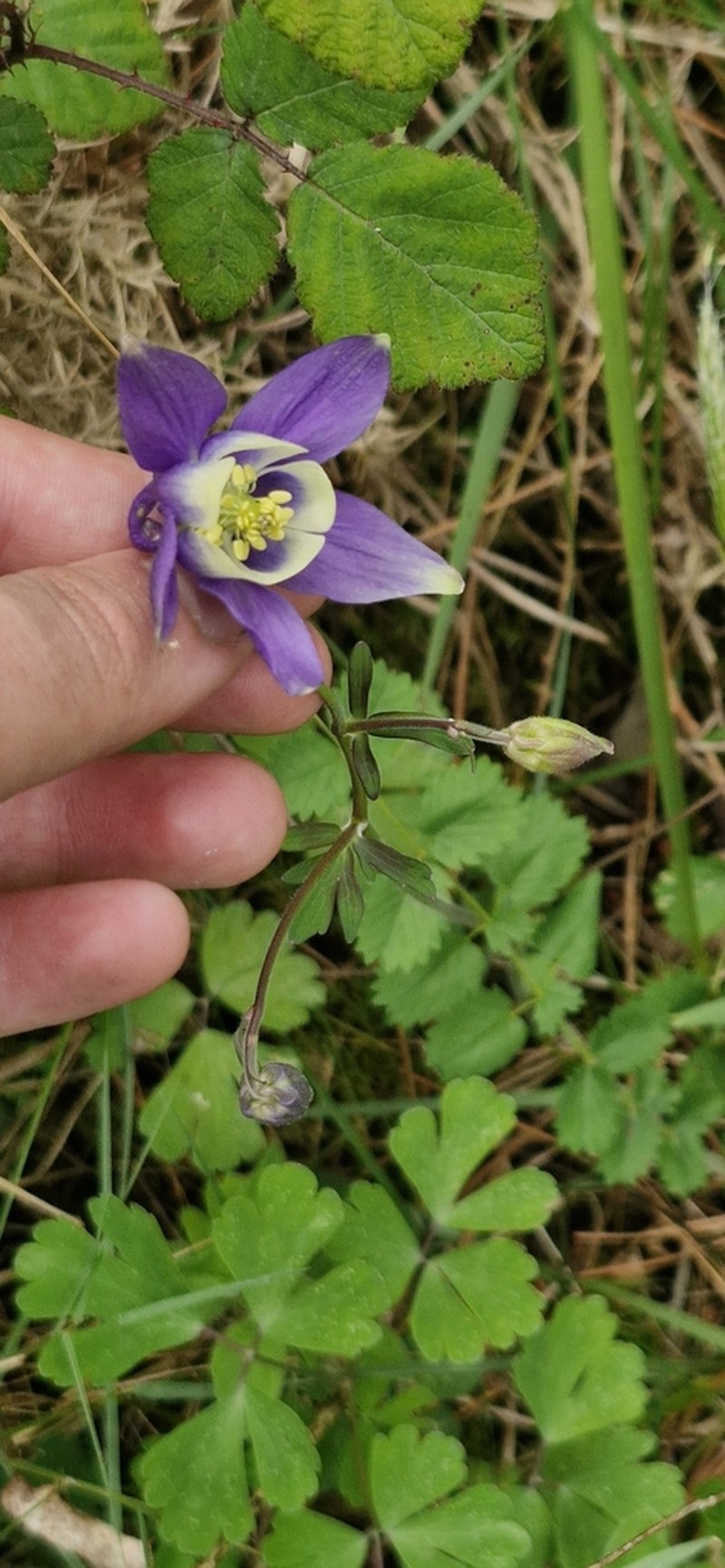 Aquilegia dichroa photo 3