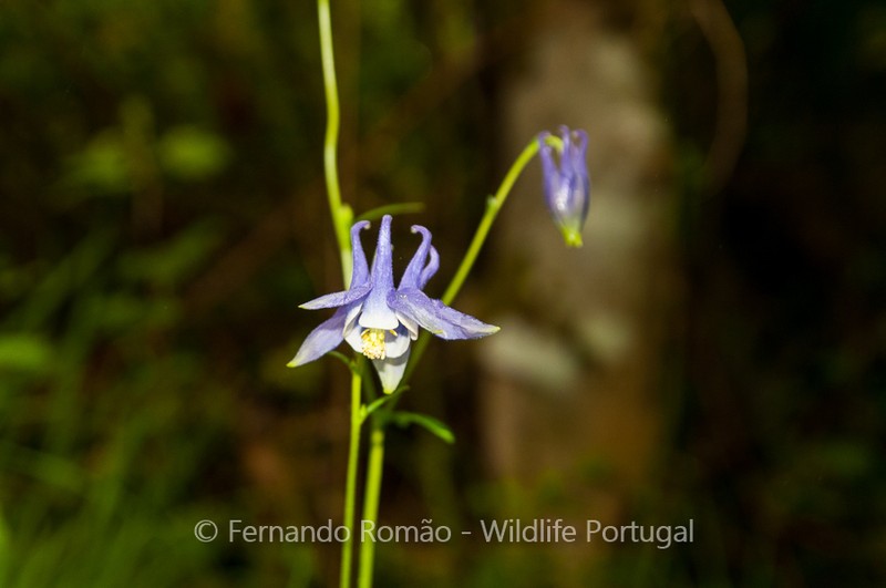 Aquilegia dichroa photo 4