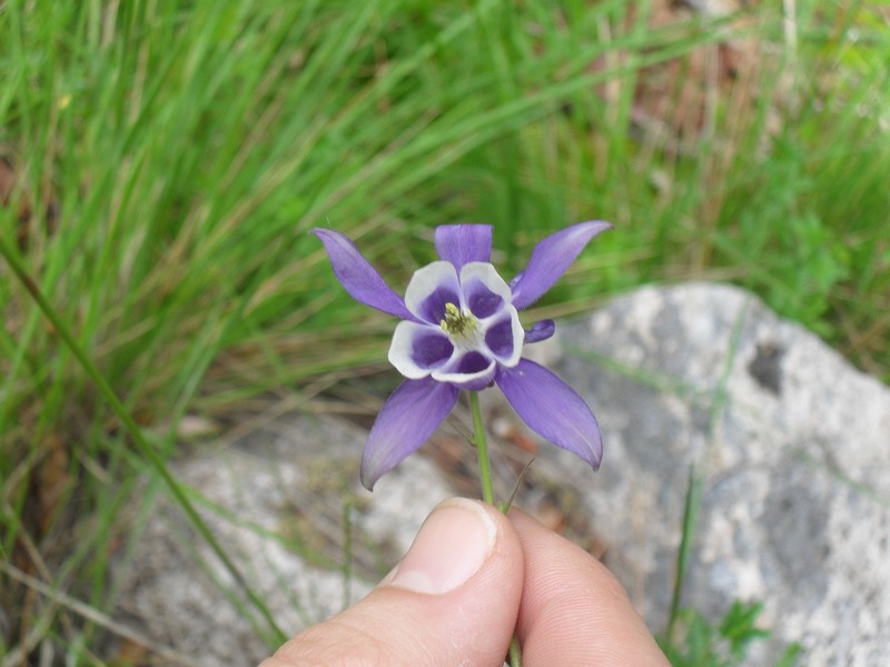 Aquilegia dichroa photo 5