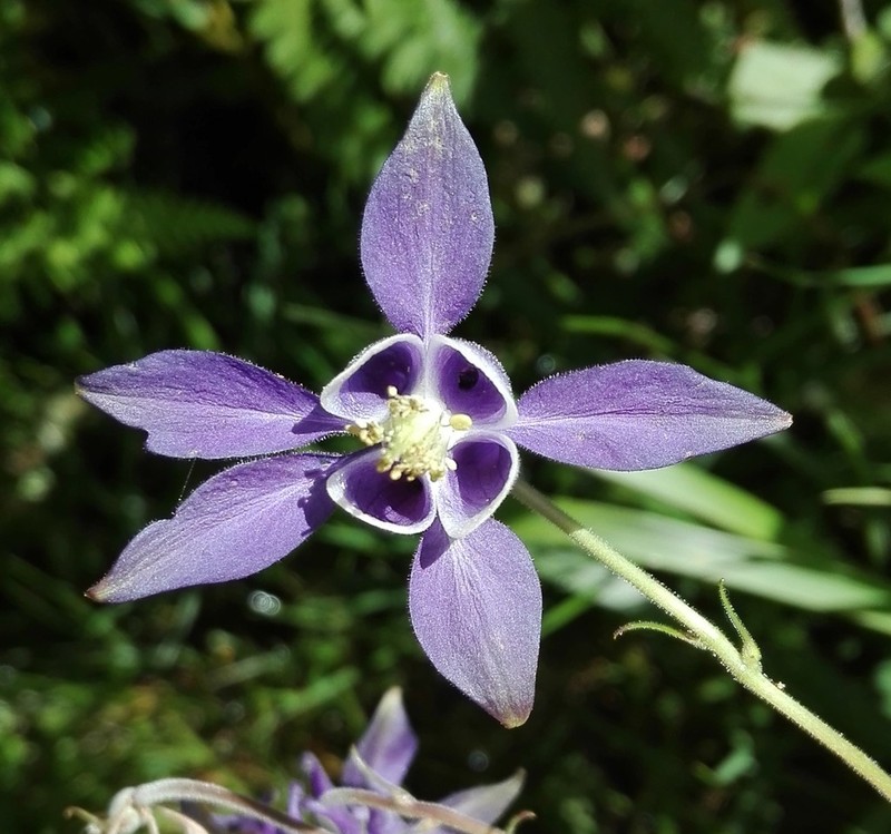 Aquilegia dichroa photo 6