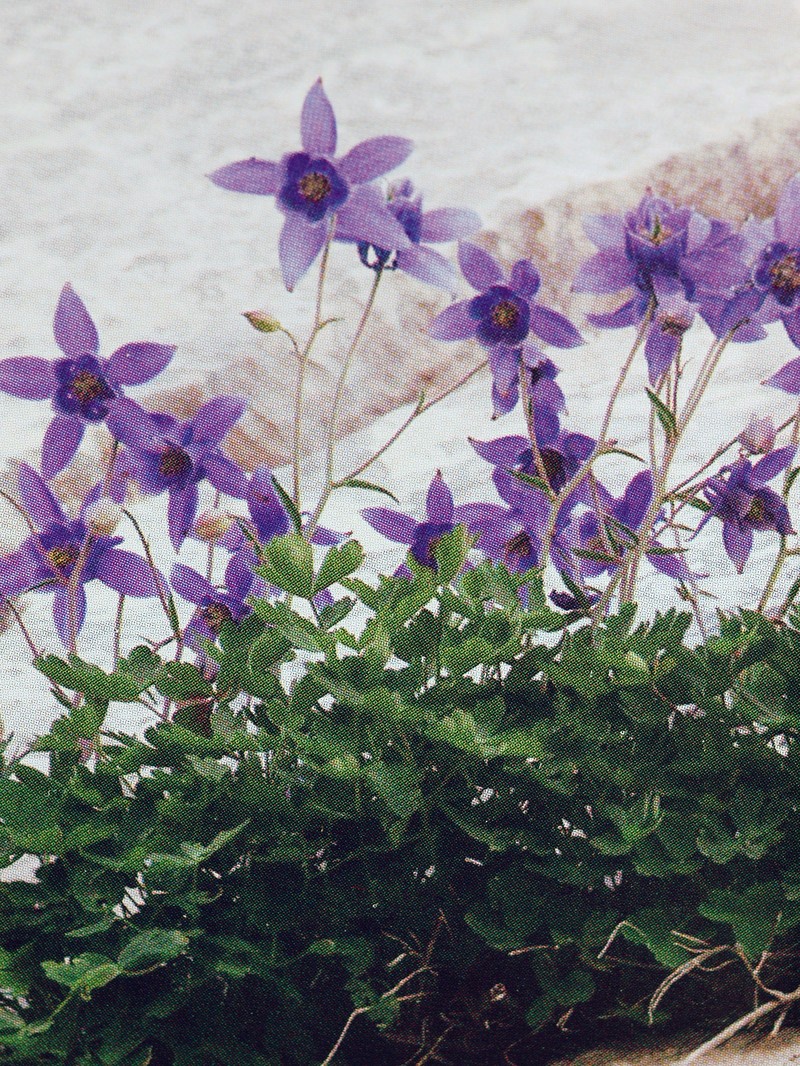 Aquilegia dinarica photo 5