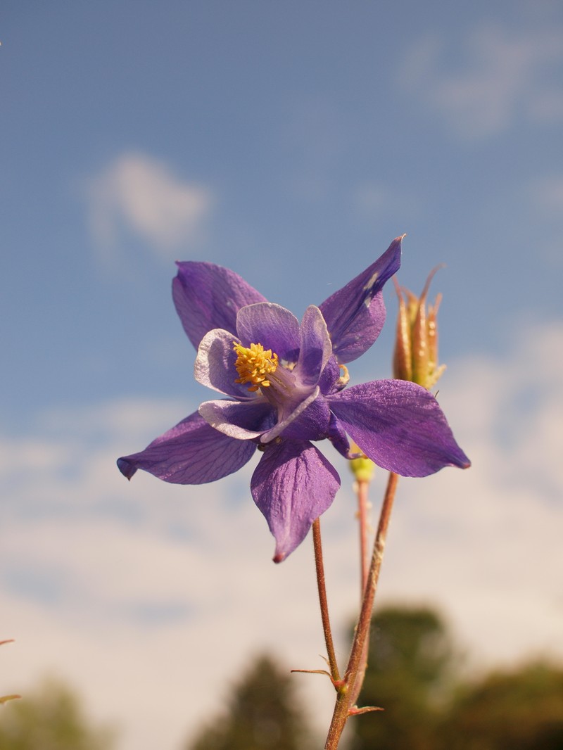 Aquilegia dinarica