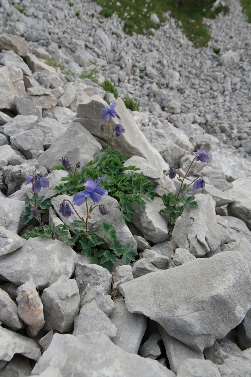 Aquilegia dinarica photo 2
