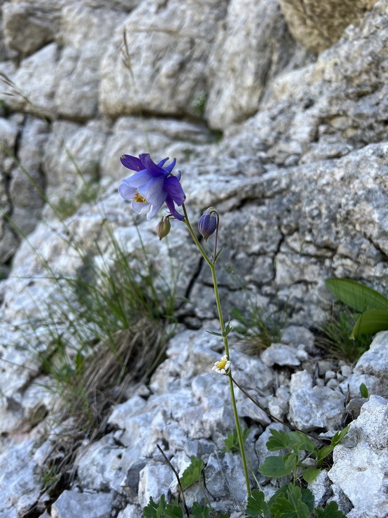 Aquilegia dinarica photo 3