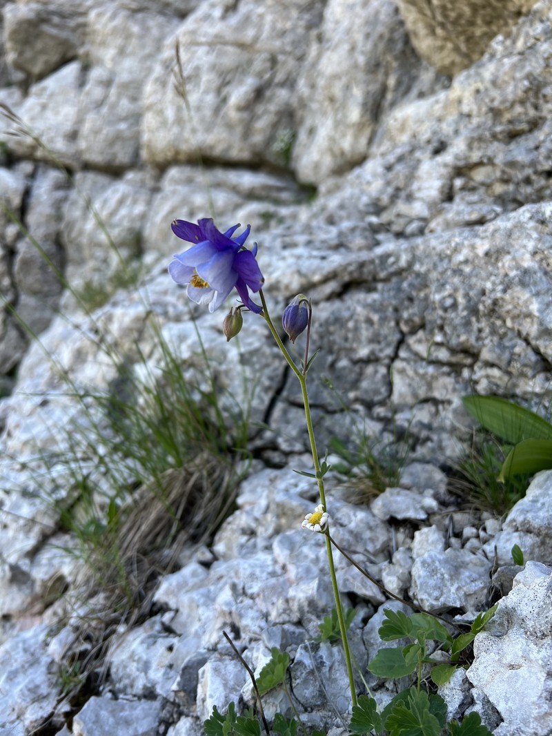 Aquilegia dinarica photo 4