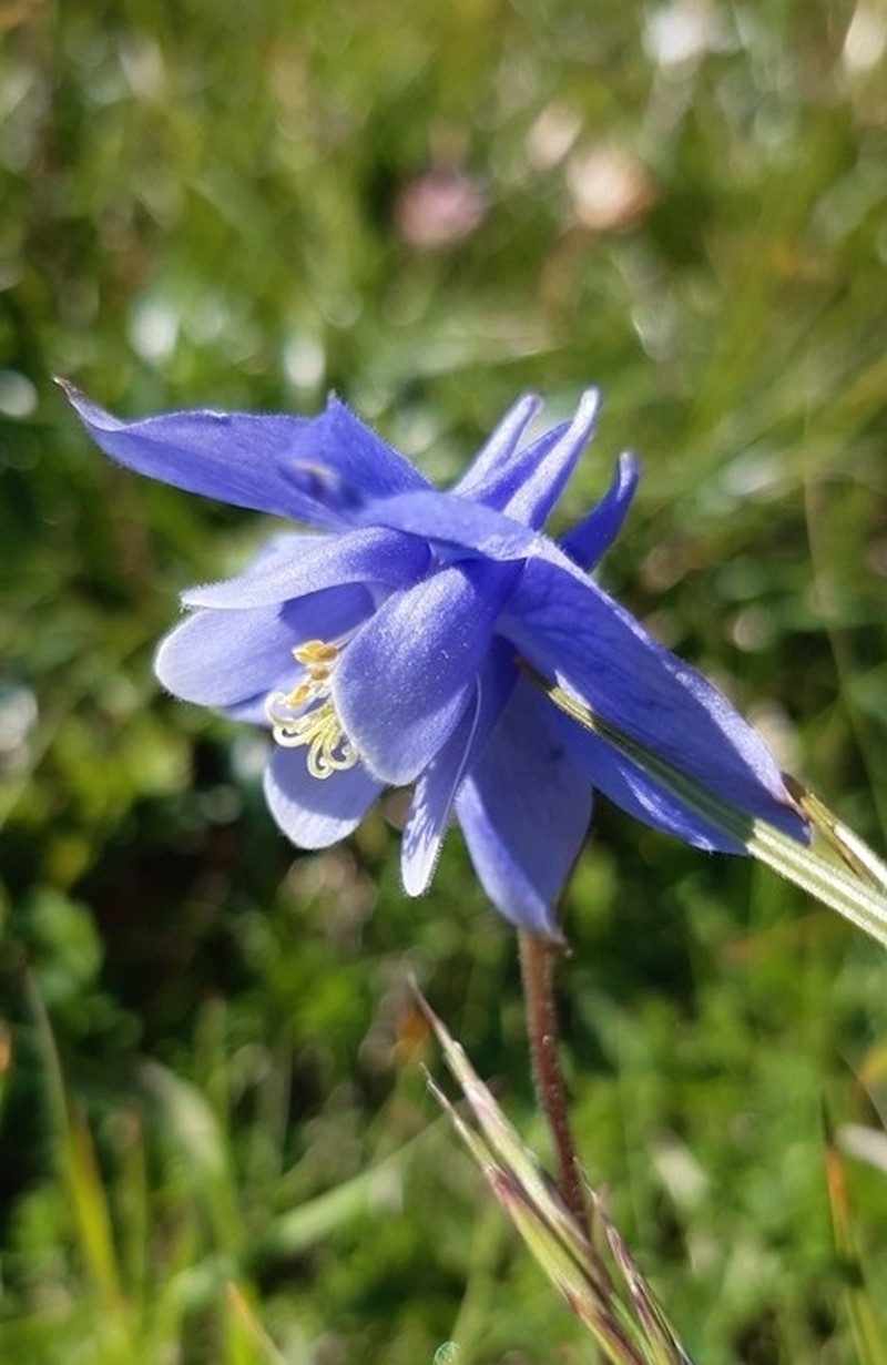 Aquilegia discolor photo 2